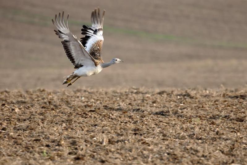 ‘Extinction crisis’ could see 500 bird species vanish within a century – report